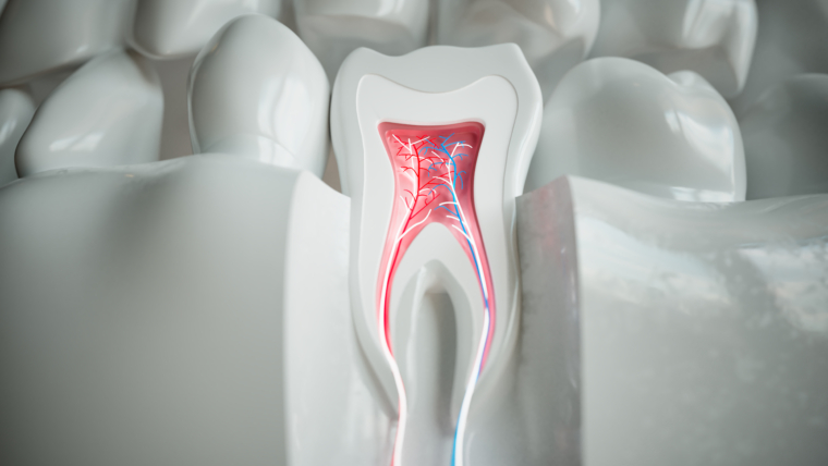 Ligamento Periodontal: ¿Qué es y para qué sirve?